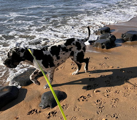 A Great Dane on a beach with lead and collar on